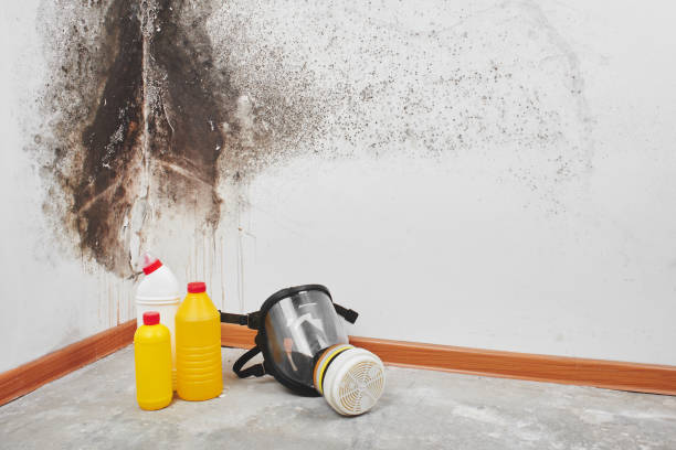 Best Attic Mold Removal  in Cottage Grove, WI