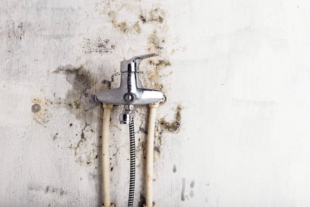 Best Toxic Mold Removal  in Cottage Grove, WI