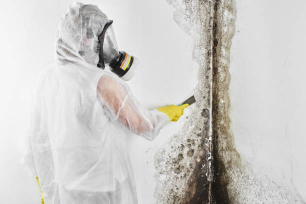 Best Residential Mold Removal  in Cottage Grove, WI