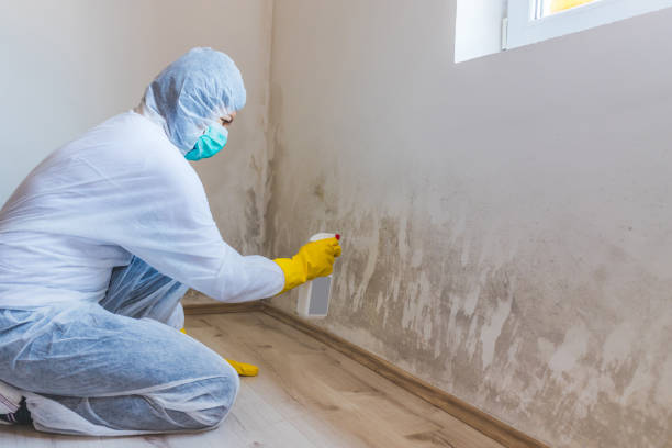Certified Mold Removal in Cottage Grove, WI