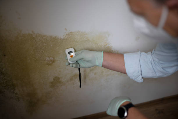 Best Local Mold Removal Service  in Cottage Grove, WI